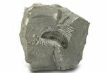 Scabriscutellum Trilobite - One Half Prepared #283850-2